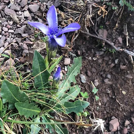 Lejlighed Paradise Dolomiti Flat Falcade