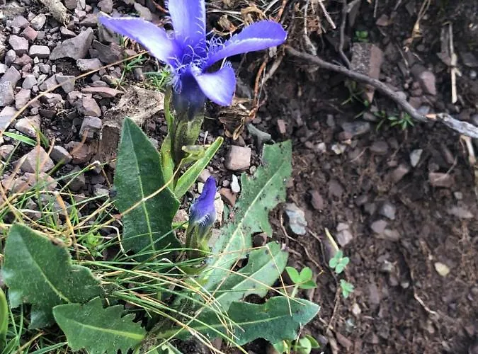 شقة Paradise Dolomiti Flat فالكادي